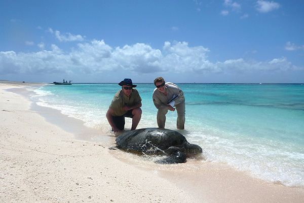 Green turtle