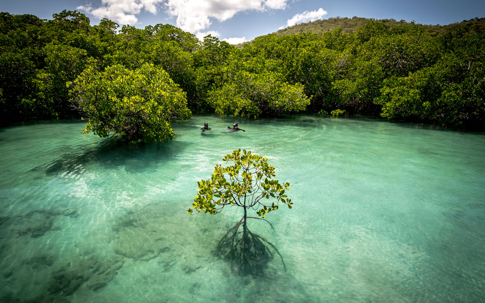 Trees in ocean 