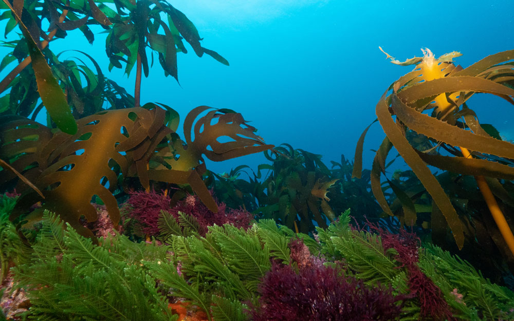 Colourful seaweed under the ocean