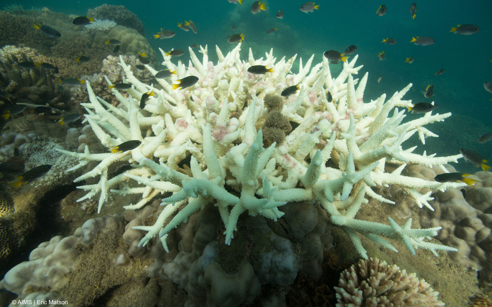 Image of bleached coral