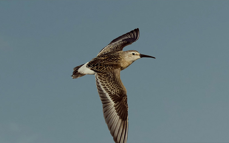 Photograph of a flying bird