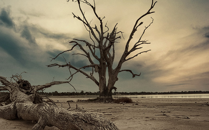 Photograph of a dead tree with the sky lit up signifying hope for the future