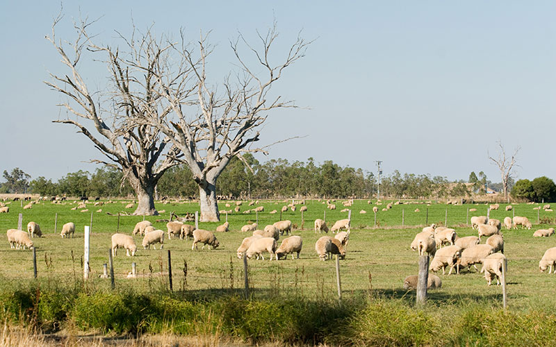 Sheep on paddock. Photo credit: Department of Environment and photographer John Baker