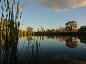 Old Dromana Ramsar site in March. Photo: Joanne Ocock, NSW NPWS.