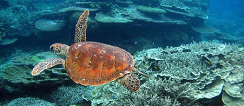Photograph of a turtle