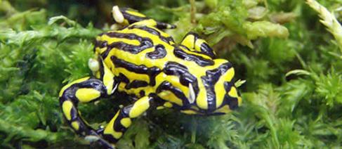Photograph of a Corroboree Frog