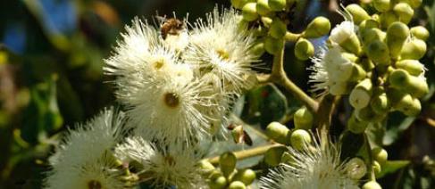 Photograph of a flowering gum tree