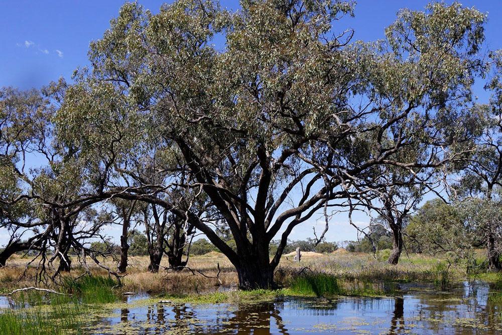 Black box tree in Booligal Wetlands.