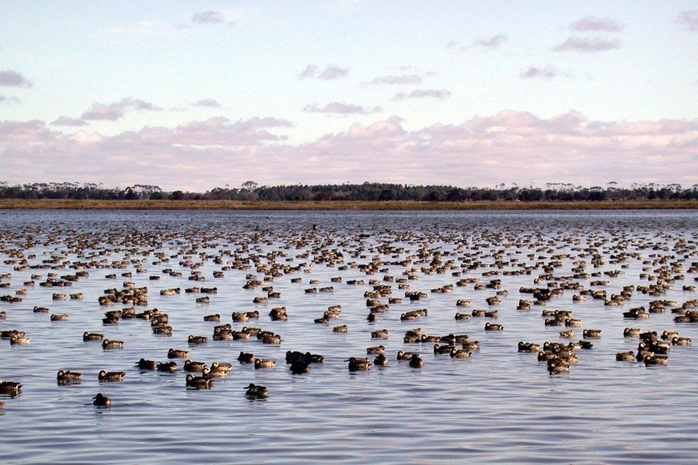 Ducks on water